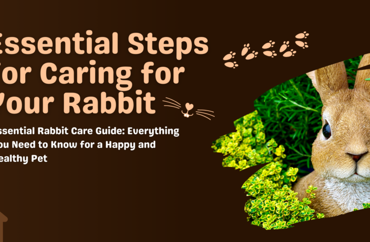 Essential guidelines for rabbit care, focusing on nutrition, living environment, and health management.