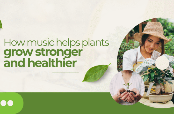Image depicting healthy plants with musical notes around them, demonstrating how music contributes to stronger plant development.