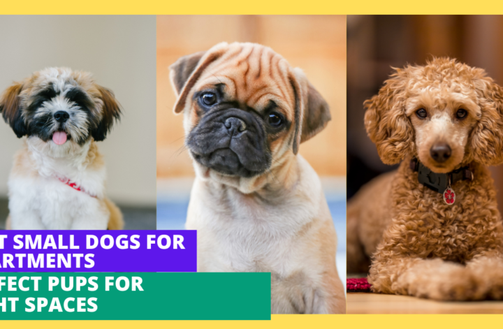 Various small dog breeds suited for apartment life, highlighting their playful nature and adaptability in limited spaces.