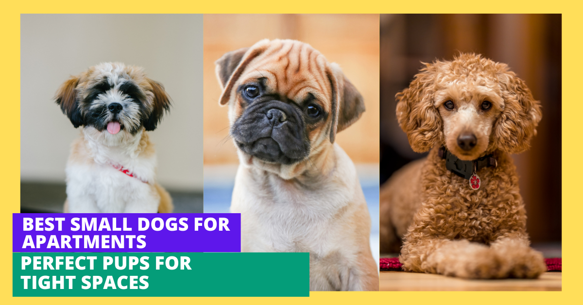 Photo inspiration: Visual Reference: Best Small Dogs For Apartments Perfect Pups For Tight Spaces