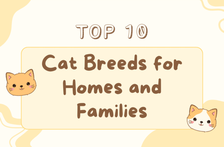 top 10 cat breeds ideal for family living, with images and key characteristics of each breed.