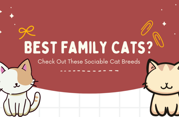 A pair of adorable cats pose side by side, with the phrase "Best Family Cats" highlighting their loving companionship.