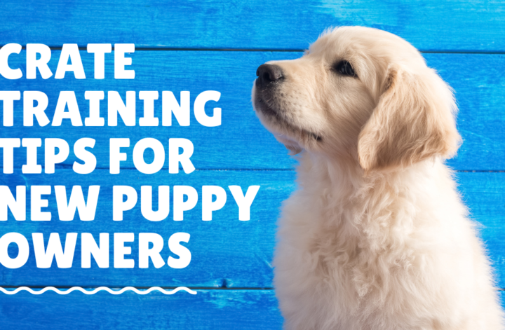 Visual guide with tips for crate training puppies, showcasing a puppy comfortably resting in a crate with helpful text.