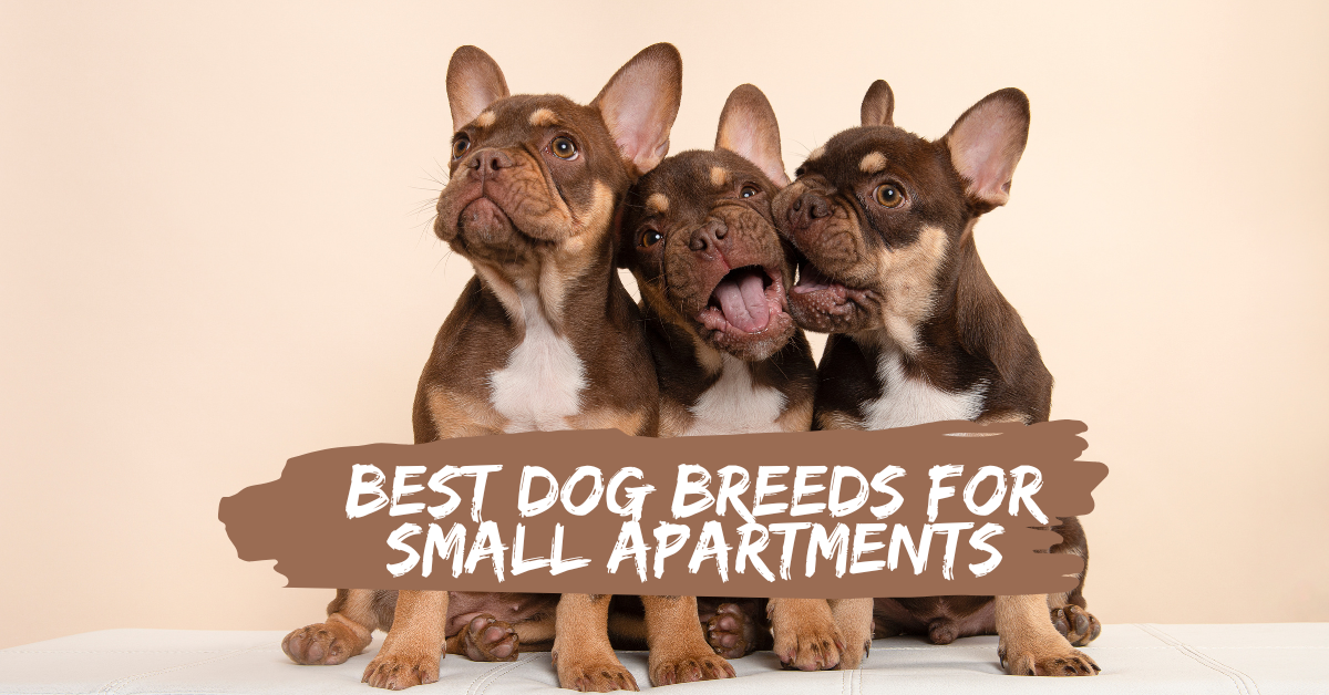 Image showcasing Best Dog Breeds for Small Apartments - krutimehta.in